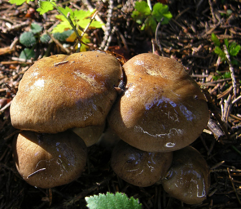 Quando i Cortinarius 